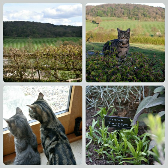 Stripey Cats & fields